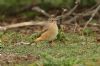 Redstart at Gunners Park (Steve Arlow) (180404 bytes)